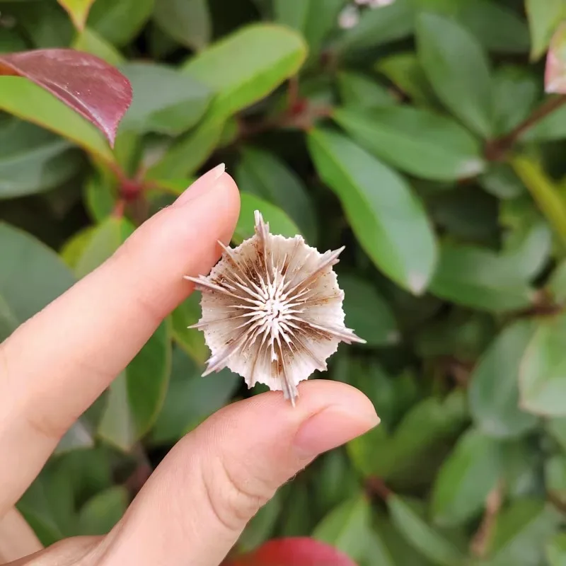 Natural Rare Collection Specimen Small Conch Sea Urchin Shell Fish Tank Home Decoration and Ornaments Sea Shells Nautical