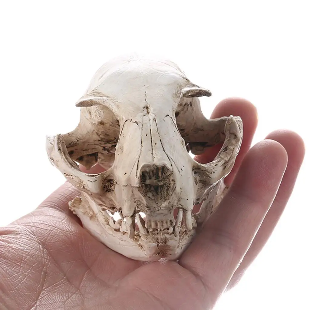 Lifesize Resin Cat Skull Model Decorative Figurine Solid White Skull Collection for Tabletop Teaching Prop