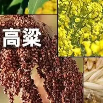Corn Rice Wheat Maize Bean Thresher Sheller Threshing Peeling Grain Paddy Soybean Crop Shelling Machine