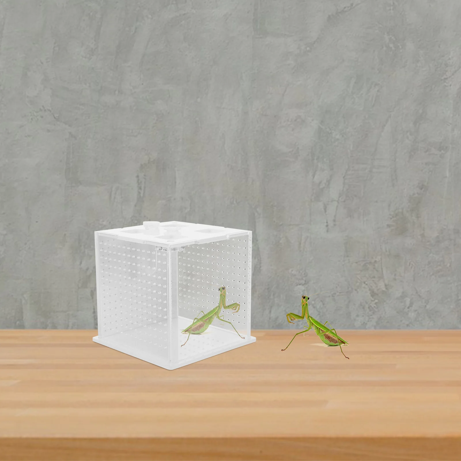 

Mantis Breeding Box Transparent Feeding Habitat For Jumping Spider Reptile Tank Enclosure Kit Pet Keeping Container