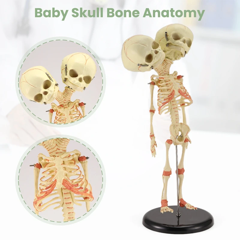 A35Q-Human Body Double Heads Baby Skull Bone Anatomy Brain For Display Research Teaching