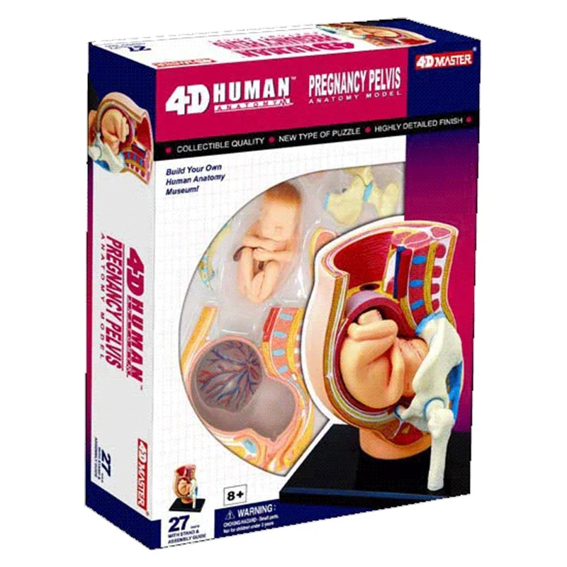 

4D Anatomical Model of Human Pregnancy Organ Medical Teaching Model