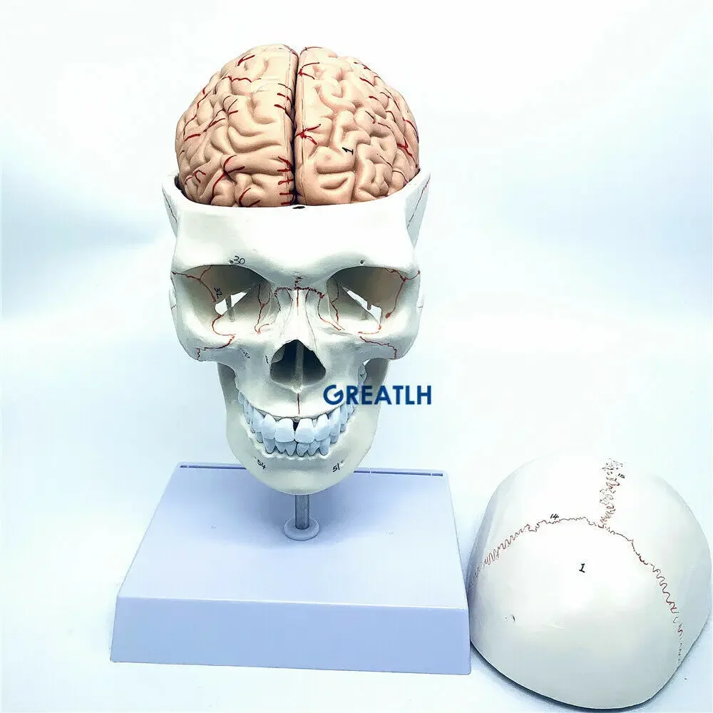 

GREATLH Human Head Skull Model Brain Anatomical Model with Cervical Spine Skeleton Model Teaching Practice Instrument