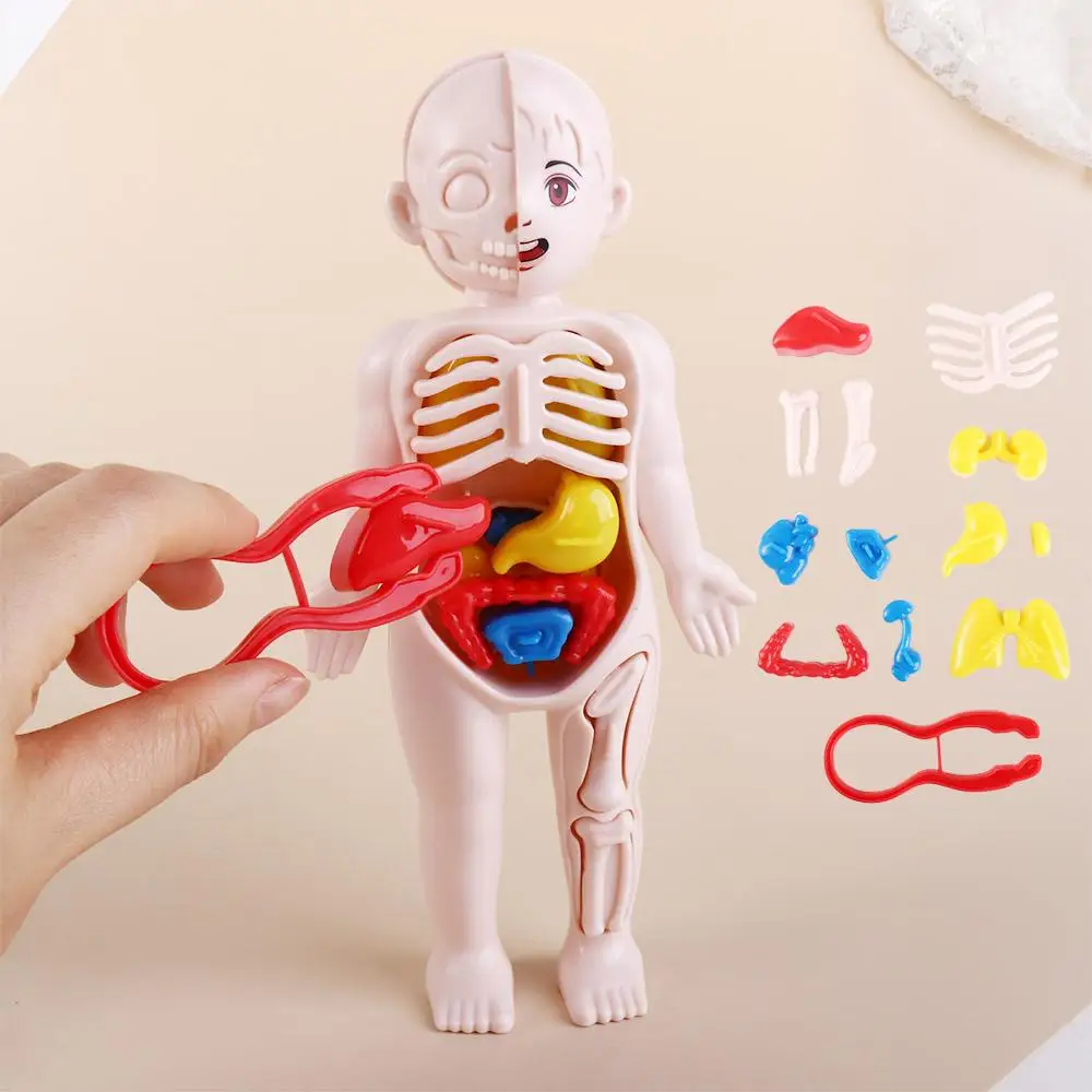 Learning School Accessories Anatomy Toys Human Body Anatomy Toy Human Body Organ Model Human Organ Model Human Body Model