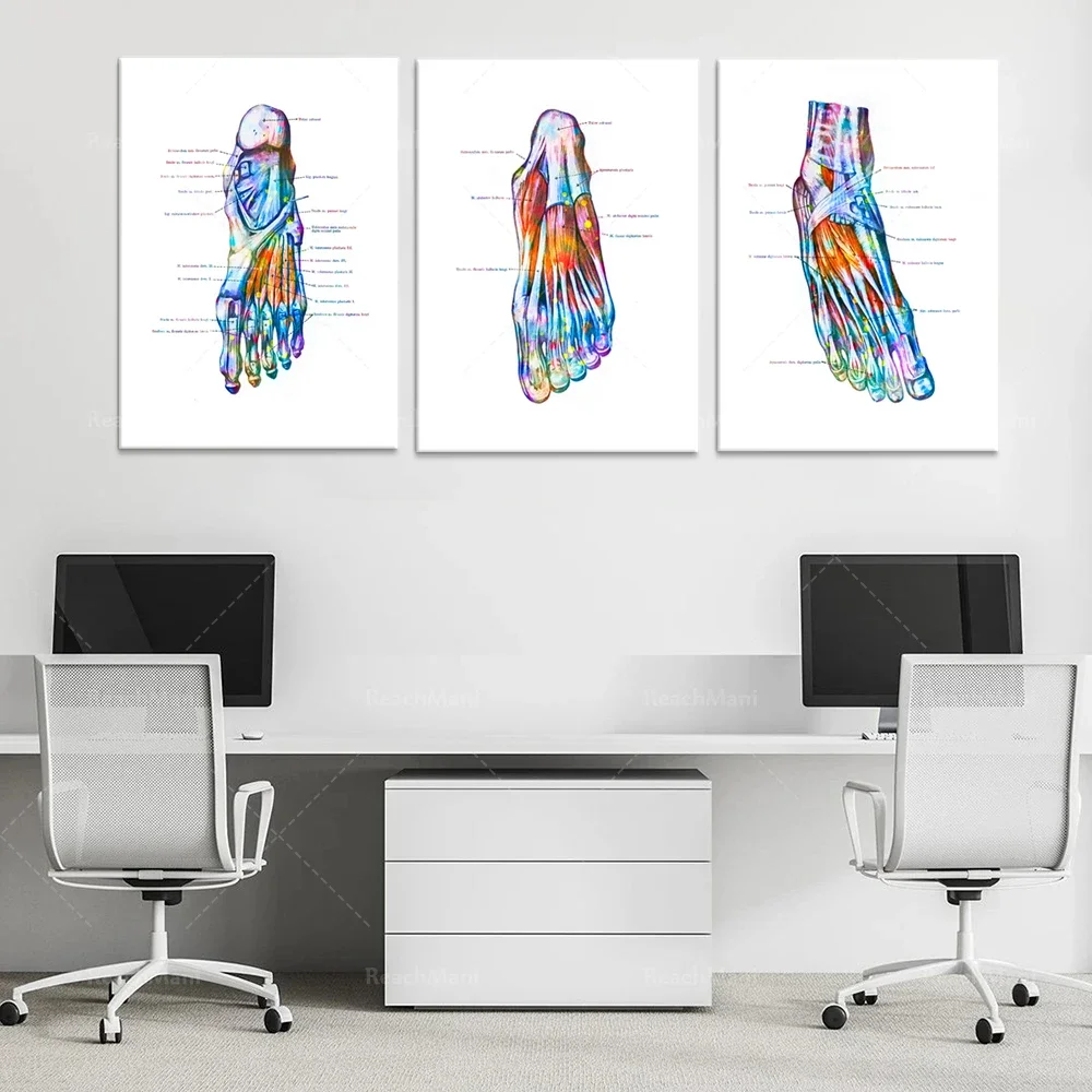 Foot muscle poster Anatomique Footprint Human Anatomy Art Medical Decoration Podiatric Art Chiropractor Gift Surgeon Gift Clinic