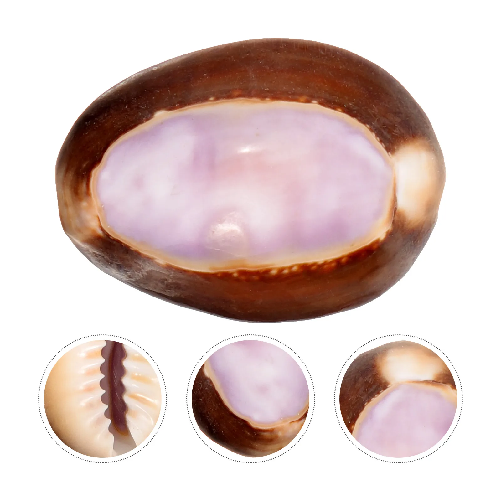 

2pcs Natural Conch Craft Exquisite Shell Decor For Aquarium Landscape Creative Diy Fish Tank Ornaments Desktop Garden Fountain