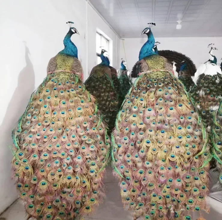 Лидер продаж, ручная работа, индивидуальный размер, настоящее как животное, имитация павлина, свадебное украшение, ремесла, садовая уличная фигурка, павлин