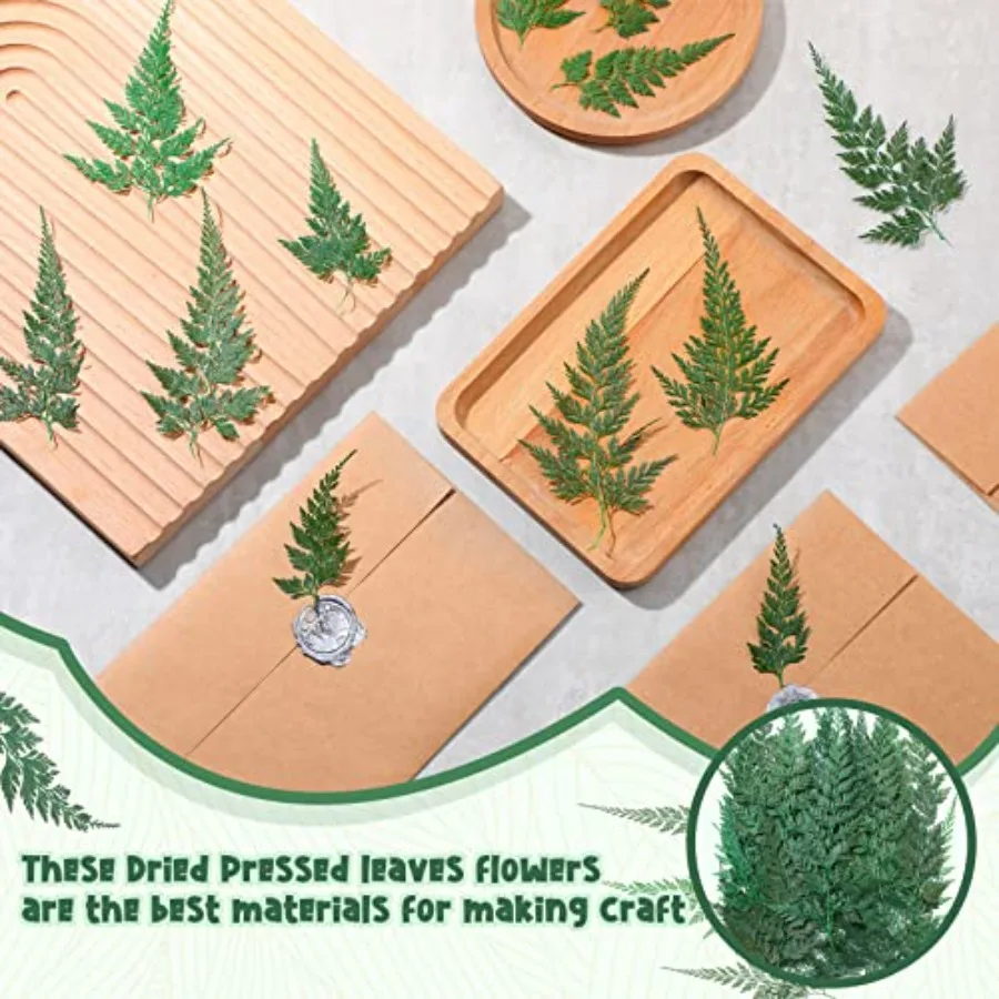 ดอกไม้แห้งอัด 200 ชิ้น ใบไม้สีเขียว ดอกลาร์กสเปอร์ ใบไม้แห้งขนาดเล็ก ใบเฟิร์นธรรมชาติอบแห้ง ใบไม้แห้งแท้สำหรับตกแต่ง