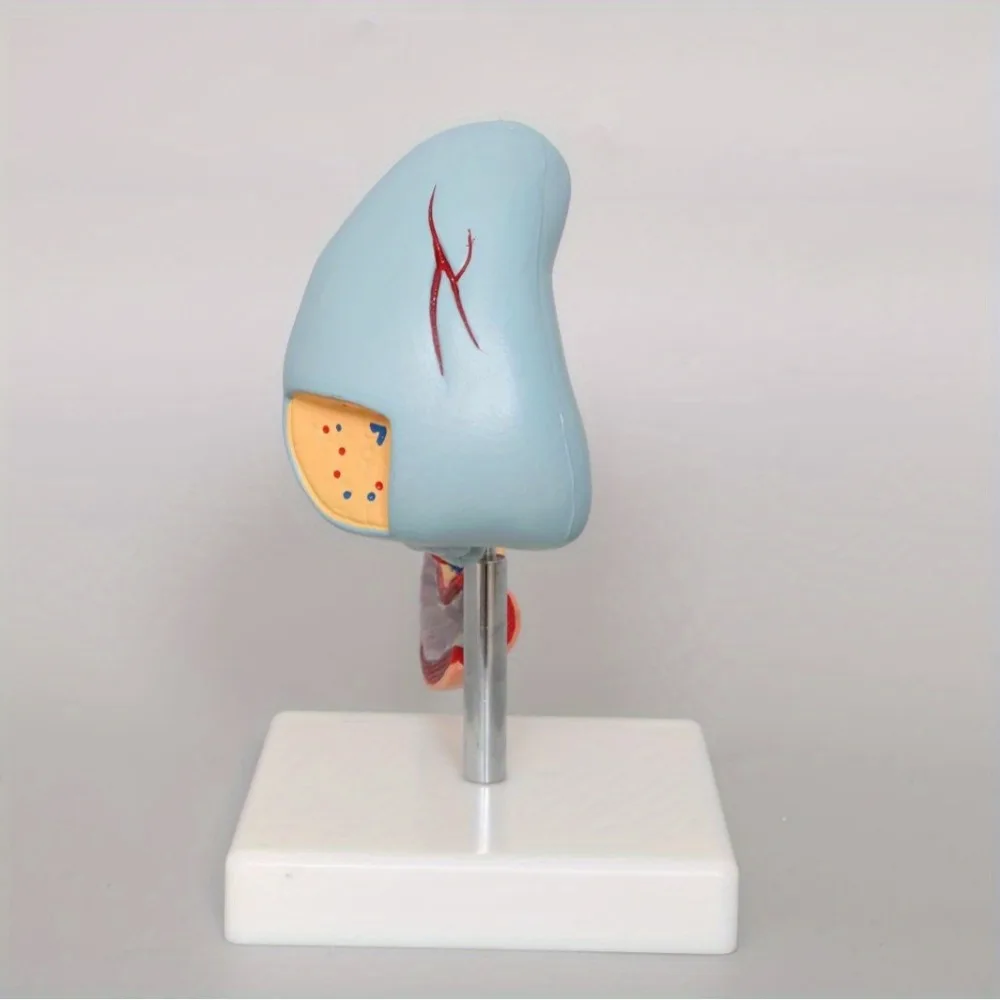 Medical Anatomy Life Size Anatomical Pancrea model Human Pancreas Model Duodenum Spleen Pathological Learning