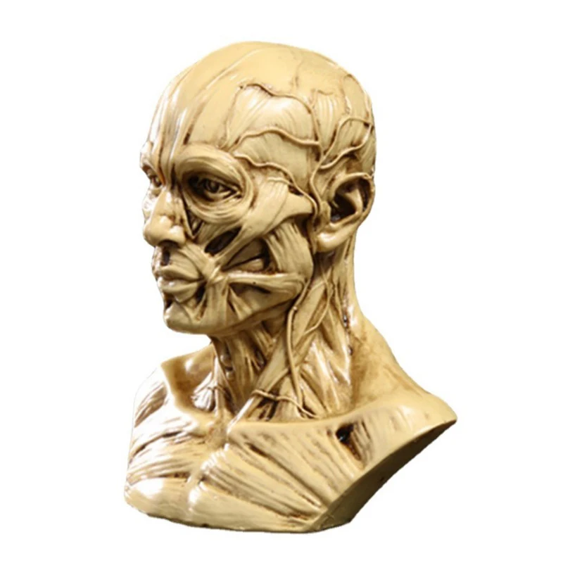 Modelo de cabeza de esqueleto muscular humano, escultura de Anatomía de cráneo, boceto de arte, suministros de aprendizaje médico, papelería para estudiantes, 1 unidad