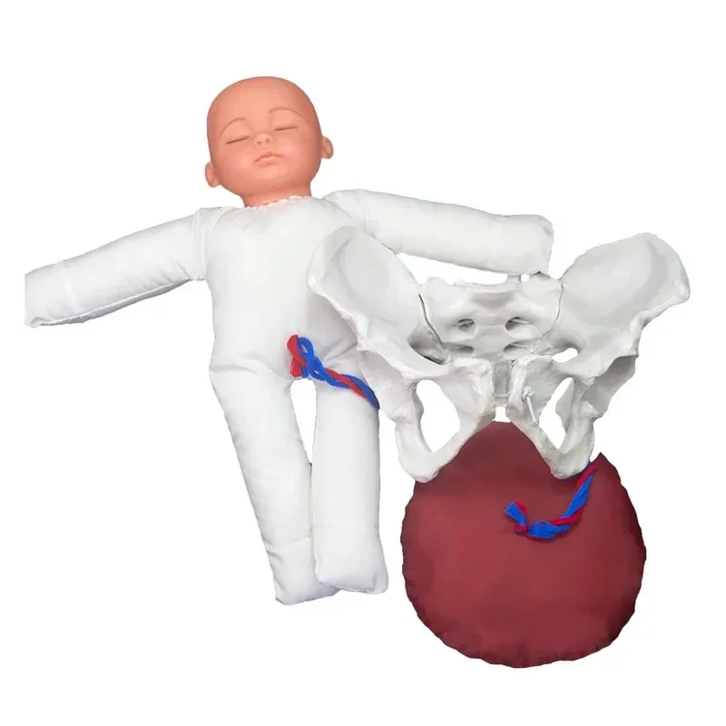 1:1 Life Size Human Female Childbirth Pelvis Demonstration Fetus Umbilical Cord Placenta Model Teaching Anatomy Model