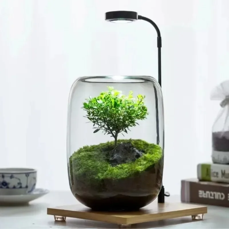 Micro landscape glass moss ecological plant green plant landscaping desktop creative ornament office