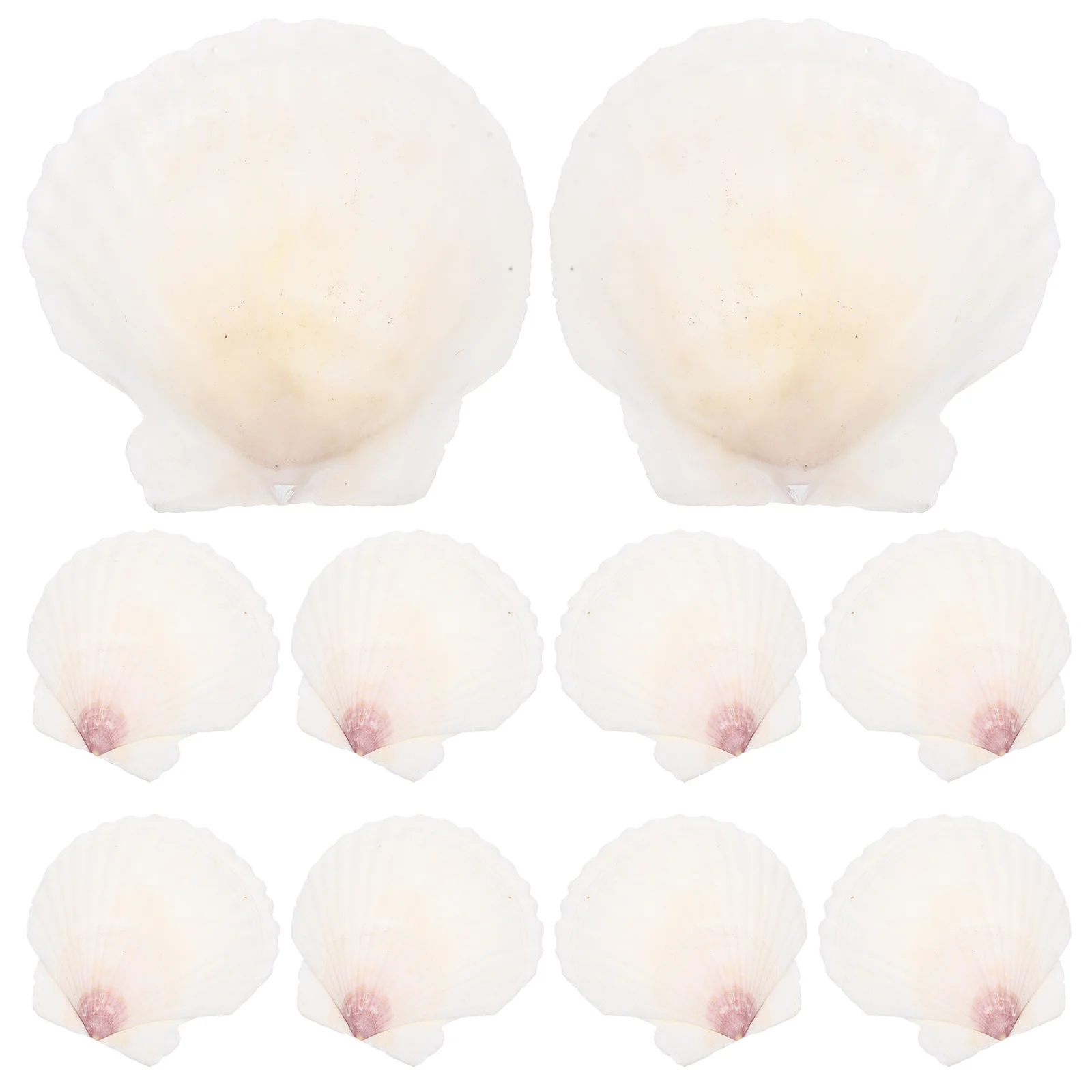 

10Pcs Shell Decor Set Natural Seashells for Crafts DIY Handicraft Accessory Fish Tank Landscaping Ornament Ocean Sea Shells