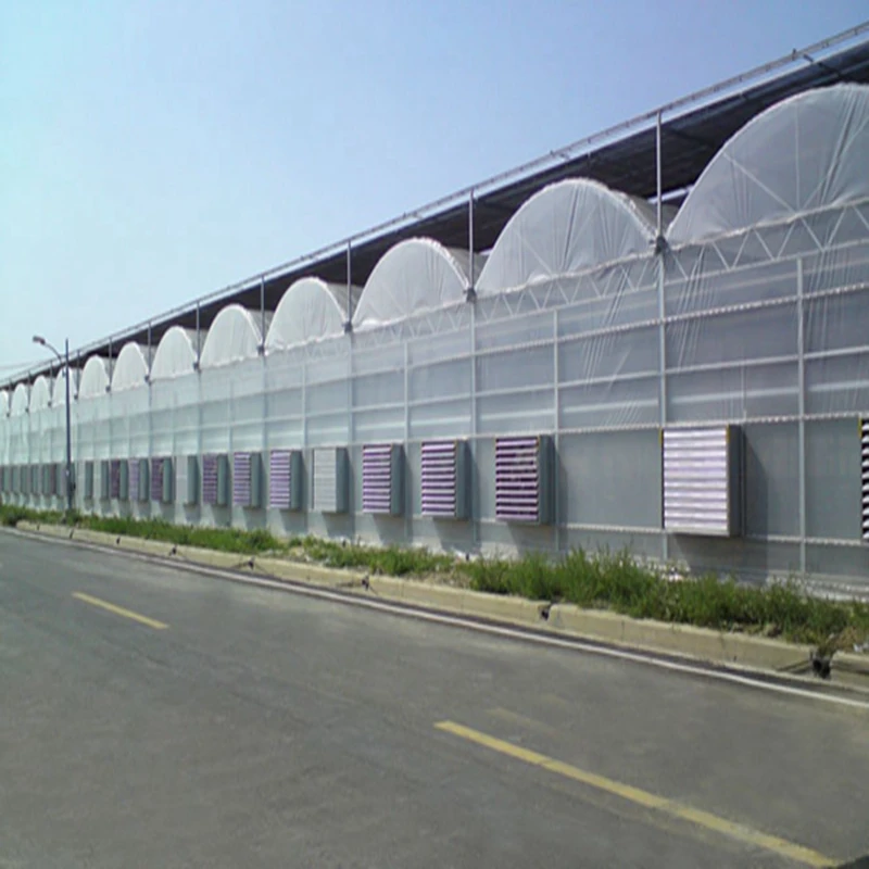 

Customized greenhouseHydroponic System PE Film House Plastic Film Tomato Multi-span Agriculture Greenhouse