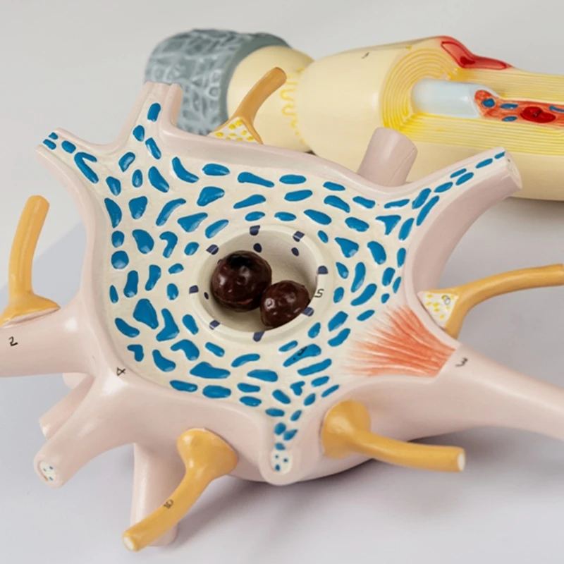 Модель усиления структуры нервных волокон, тела нейронов. Модель человека. Модель анатомии человека. Модель усиления нейронов.