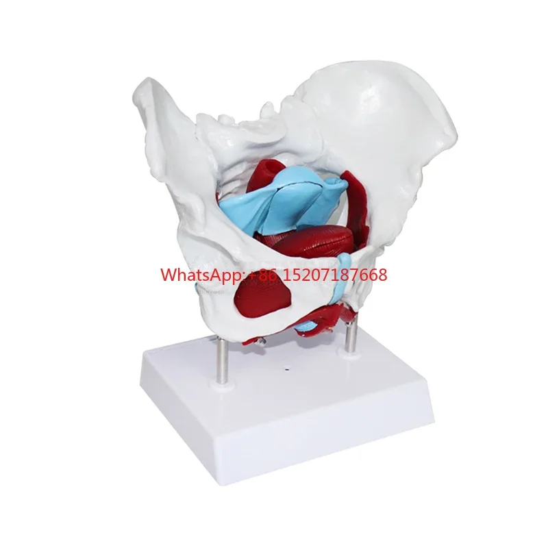 

SY-N039 PVC Female Woman Pelvis Anatomic Model Laboratory with pelvic floor muscles floor price