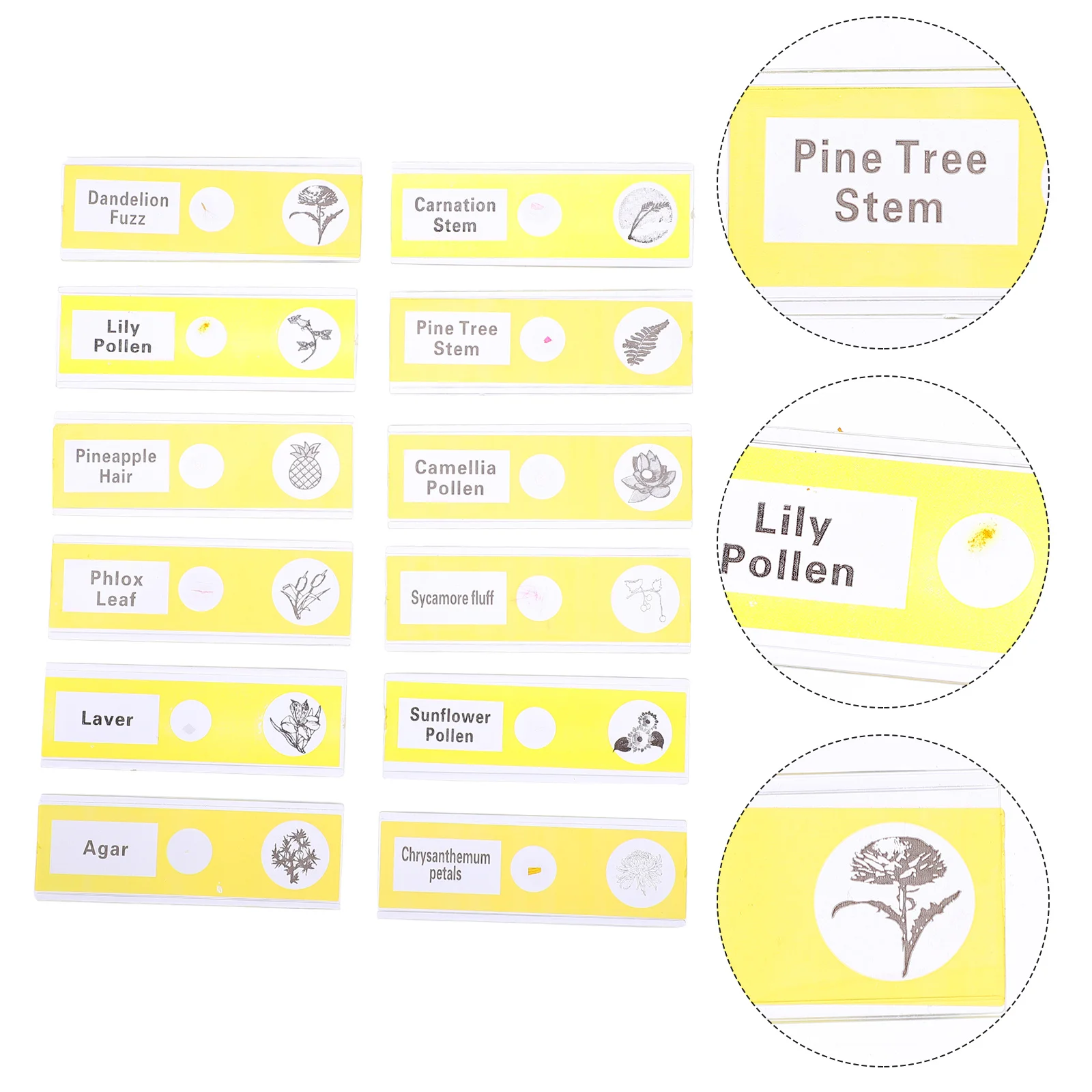 12 vetrini per microscopio preparati per bambini, campioni di piante in plastica sicuri, raccolta di campioni facili da usare, biologia di livello d'ingresso