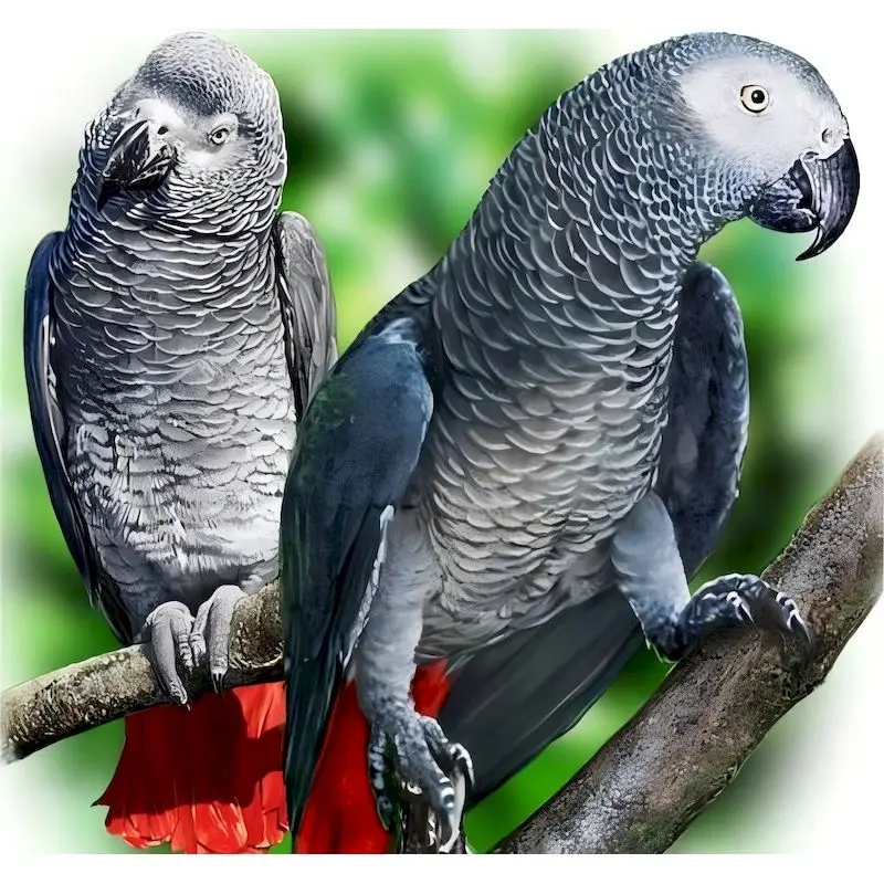 

PhotoCustom Full Diamond Painting Birds Flower Diamond Mosaic Animal New Collection 2025 Rhinestone Pictures