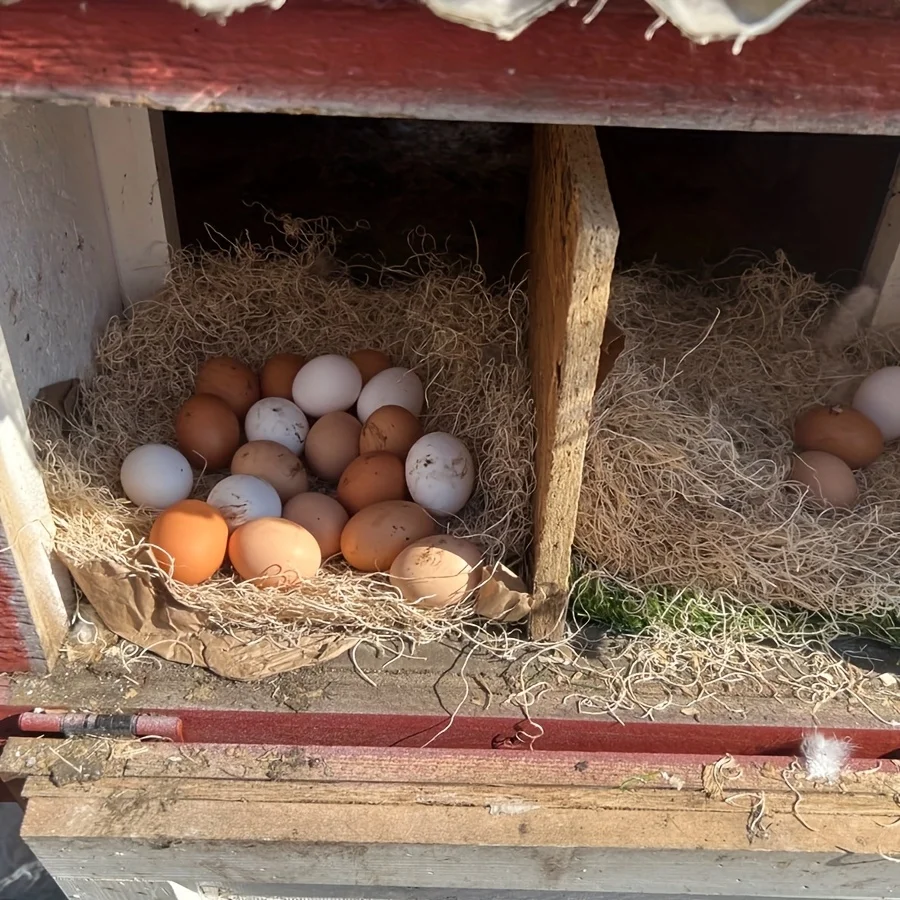 Bild 7: Nesting Liner Nest Box Chicken Mat, Nest Mat Box Liner, Chicken Coop Chicken Mat, Chick Mat Bird Nest Mat Rabbit Mat