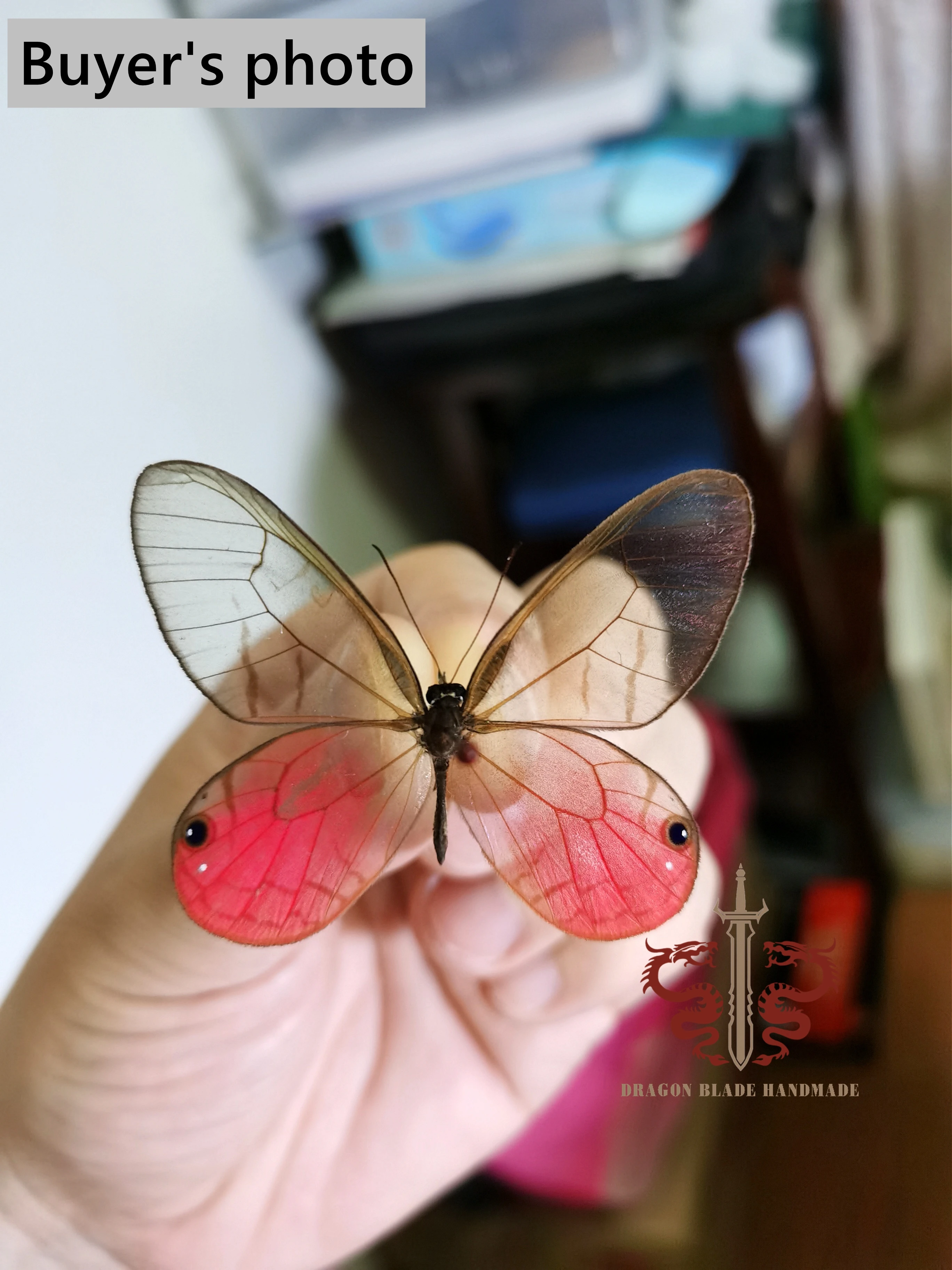 Butterfly specimen Cithaerias aurorina, 1pc wings spread A1/A- high quality, Decorative Display Collection Gifts