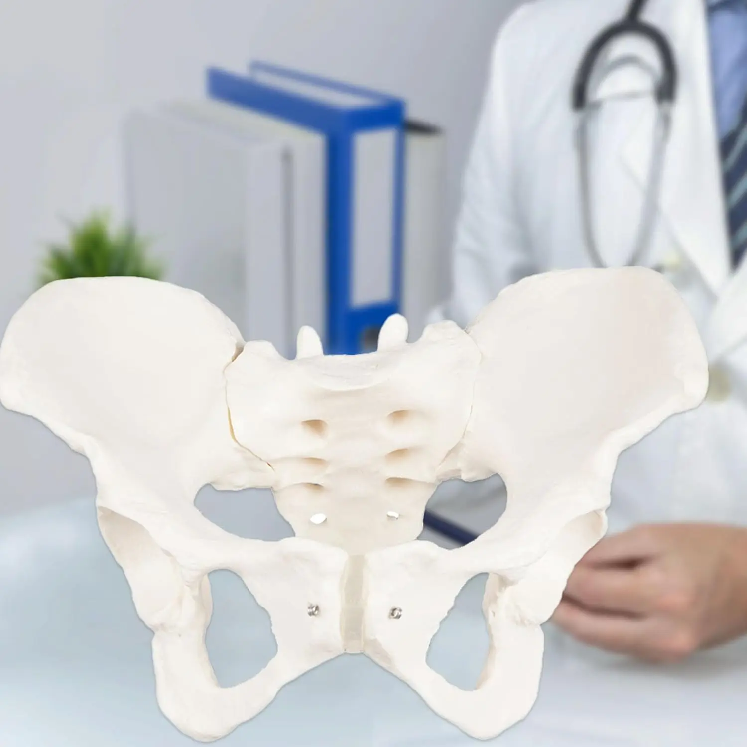 

Postpartum Rehabilitation Pelvic Model - Dynamic Educational Kit with Movable Pubic Symphysis & Sacroiliac Joint