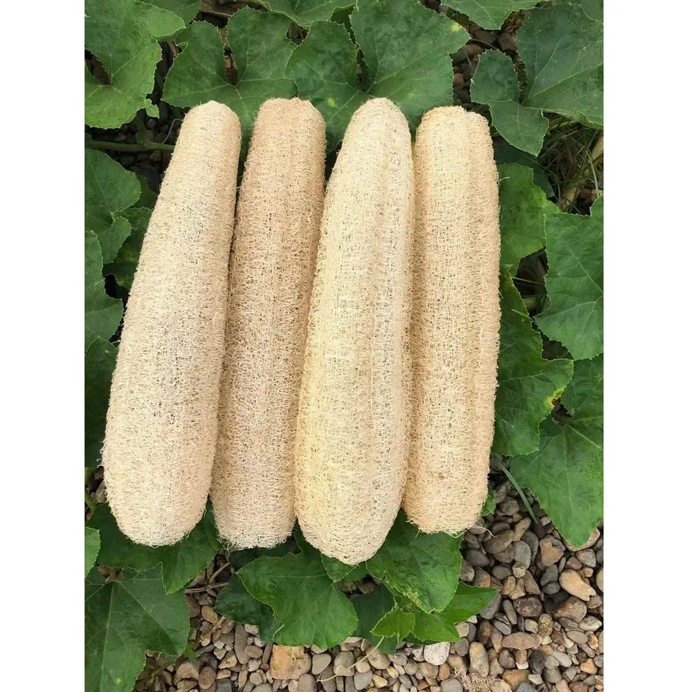 About 30-40cm Whole Natural Organic Loofah Sponges Exfoliating Shower Bath Loofah Luffa Body Scrubbers for SPA Beauty Skin Care