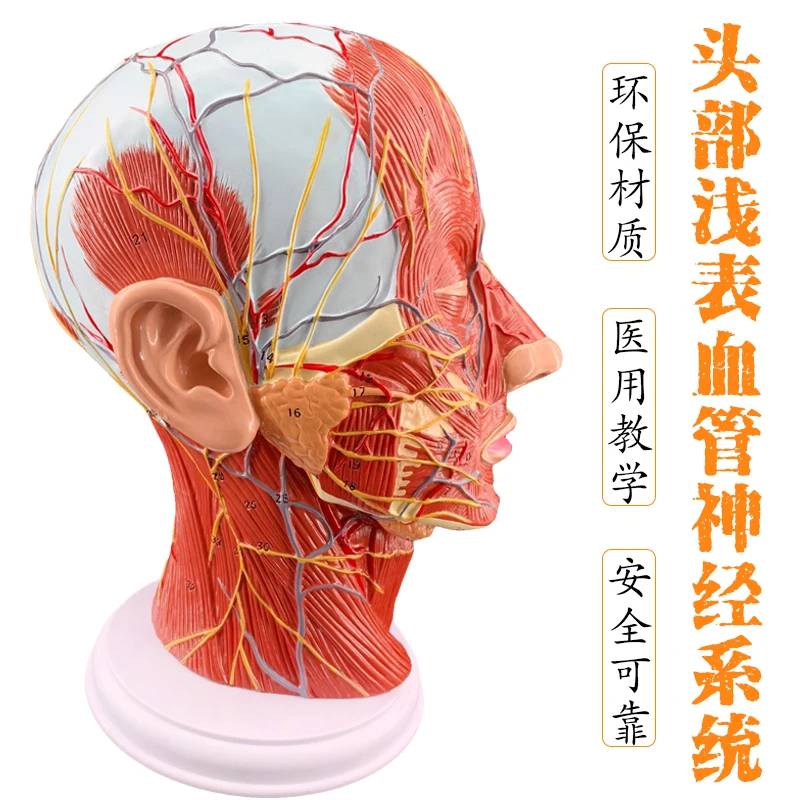 

Human skull with muscle neurovascular model, cosmetic facial nerve microplastic surgery, medical anatomy