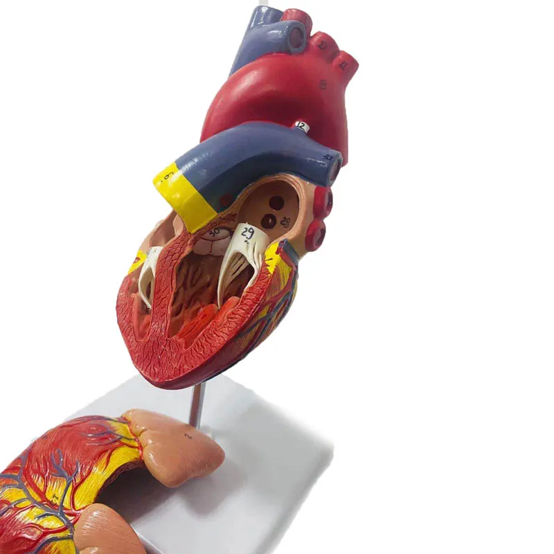 1:1 Lifesize Human Heart Anatomy Model Medical Science Teaching Resources Dropshipping