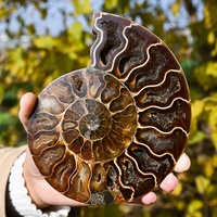 1PC Ammonite Crystal Slice Bohemian Style Natural Stone, Unique Home Decor & Holiday Gift for Valentine’s Day, Easter, Christmas