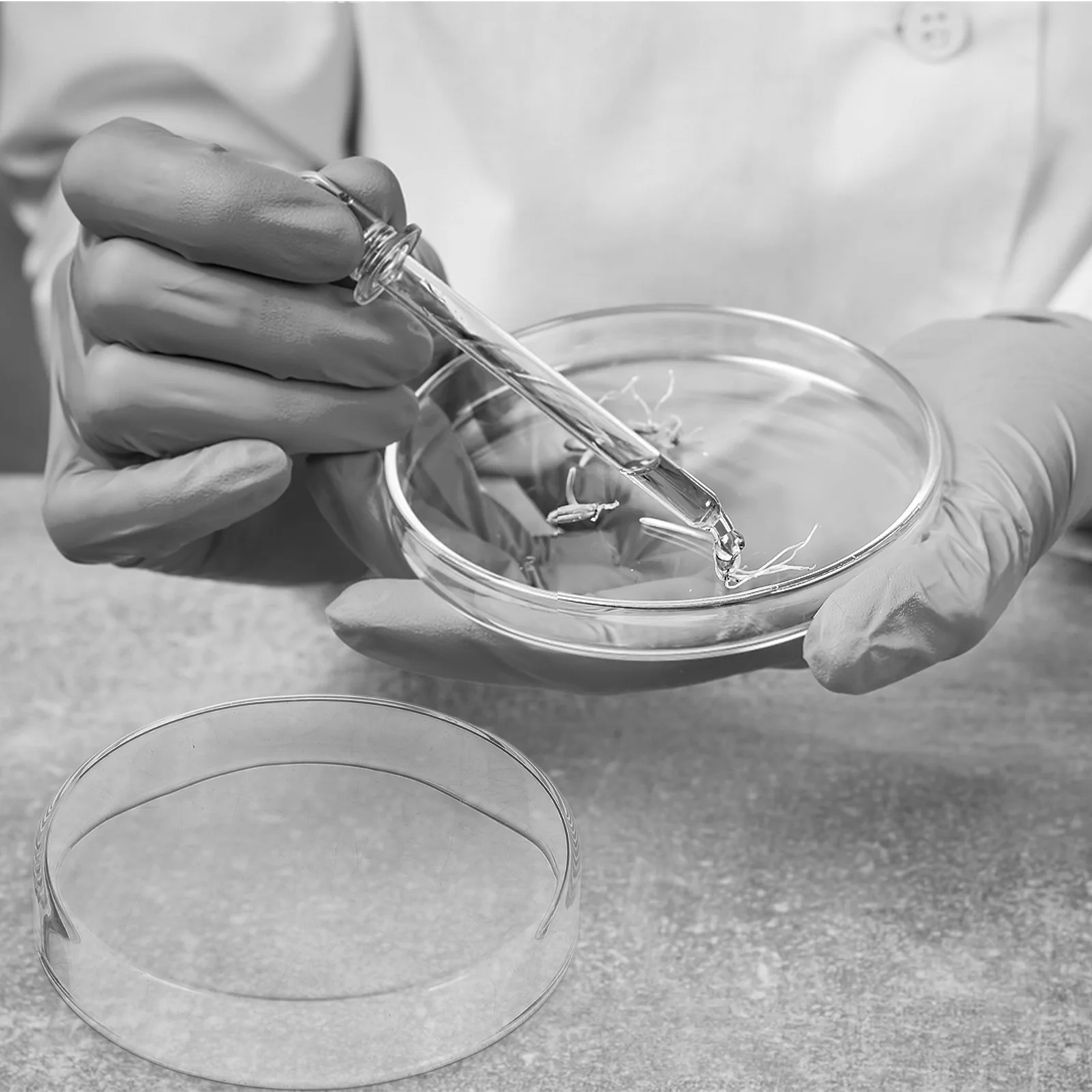 

1Set Lab Petri Dish Glass Culture Dishes with Lids Extra Thickened for Tissue Culture Chemistry Experiments Clear Observation