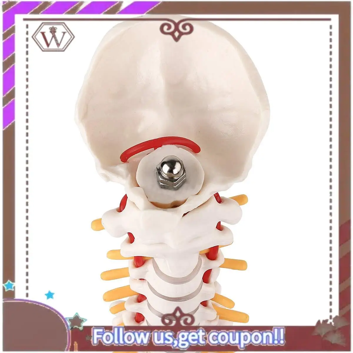 

Latest Miniature Spine Anatomy Model, 15.5Inch Mini Vertebral Column Model With Spinal Nerves, Pelvis, Femur, Mounted On A Base