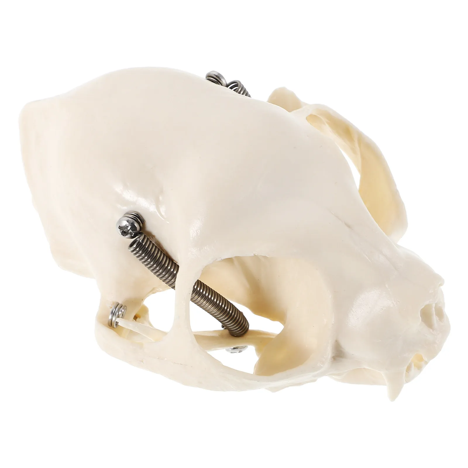 1pcs Cat Realistic Anatomical Skull Durable Educational Teaching Tool For Classroom Display Animal