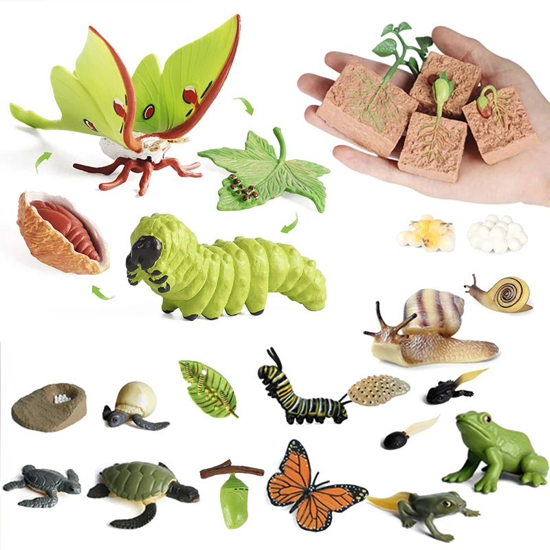 1set Growth Cycle Of Animals and Plants Technology Teaching Aids Children Simulation Life Cycle Insect Plant Snail Moth Seed TMZ