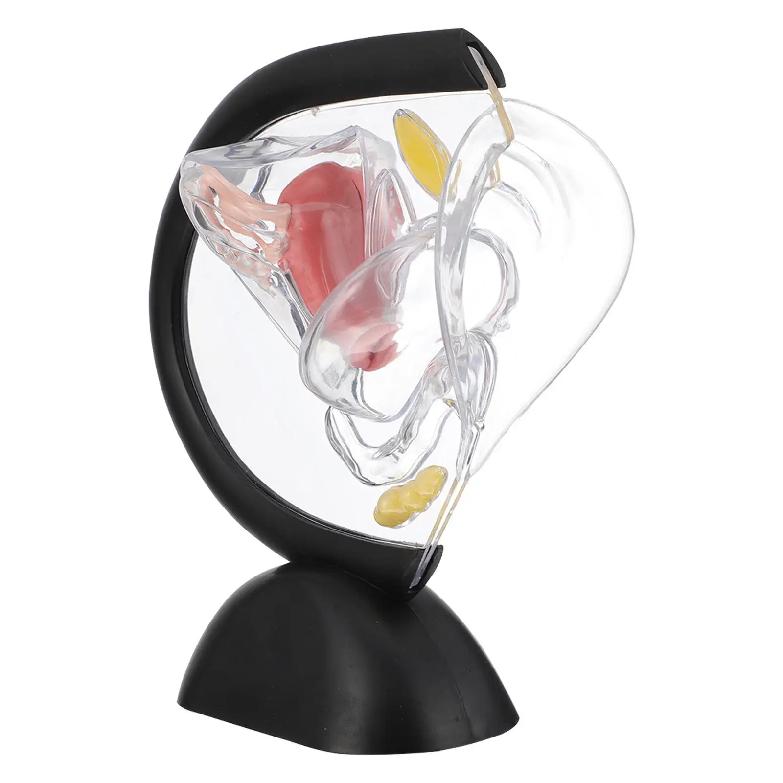 human-uterus-structure-transparent-wall-teaching-tool-anatomy-female-reproductive-organ-research-educational-supply