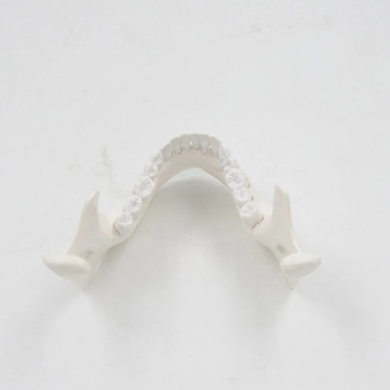 教材デモンストレーション用の下顎モデル 実用的な成人の下顎骨モデル 下顎教育モデル