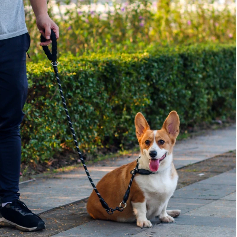 

Dog Slip Collar No Pull Reflective Martingale Sliding Stopper Pet Choke Collar For Training Small Medium Large Dogs