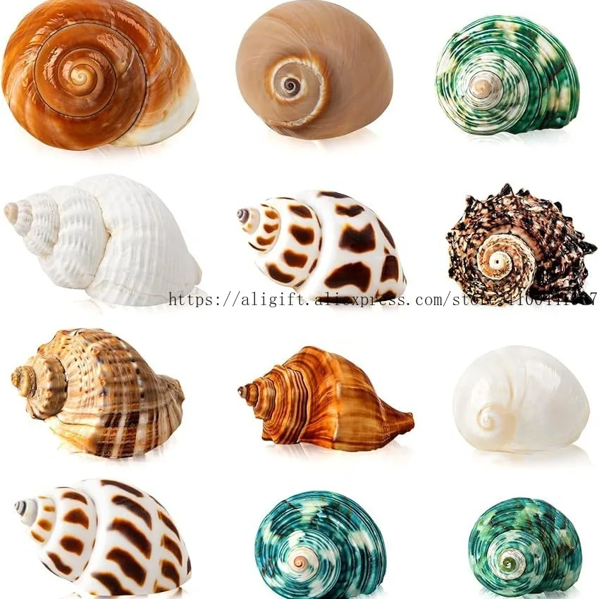 ¿Qué es la venta de concha marina y cómo usarla en proyectos creativos y decorativos?