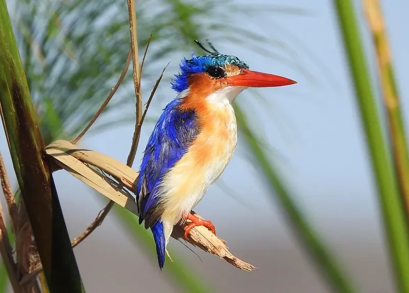 

2 Pairs Gemfan New Hurricane LR6026 Propellers - 6inch 2-Blade PC, for RC FPV Freestyle Long Range Drone