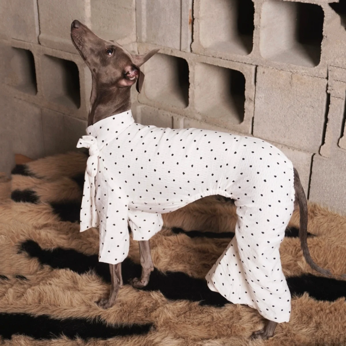 tuta-a-quattro-zampe-per-cani-a-pois-bianchi-con-colletto-a-fiocco-e-pantaloni-svasati-abbigliamento-per-levriero-italiano-e-whippet-outfit-quotidiano