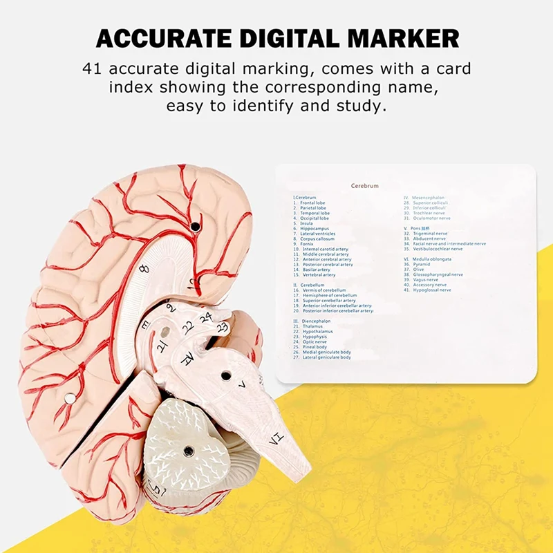 Human Brain Model,Life Size Human Brain Anatomy Model With Display Base, For Science Classroom Study & Teaching Display