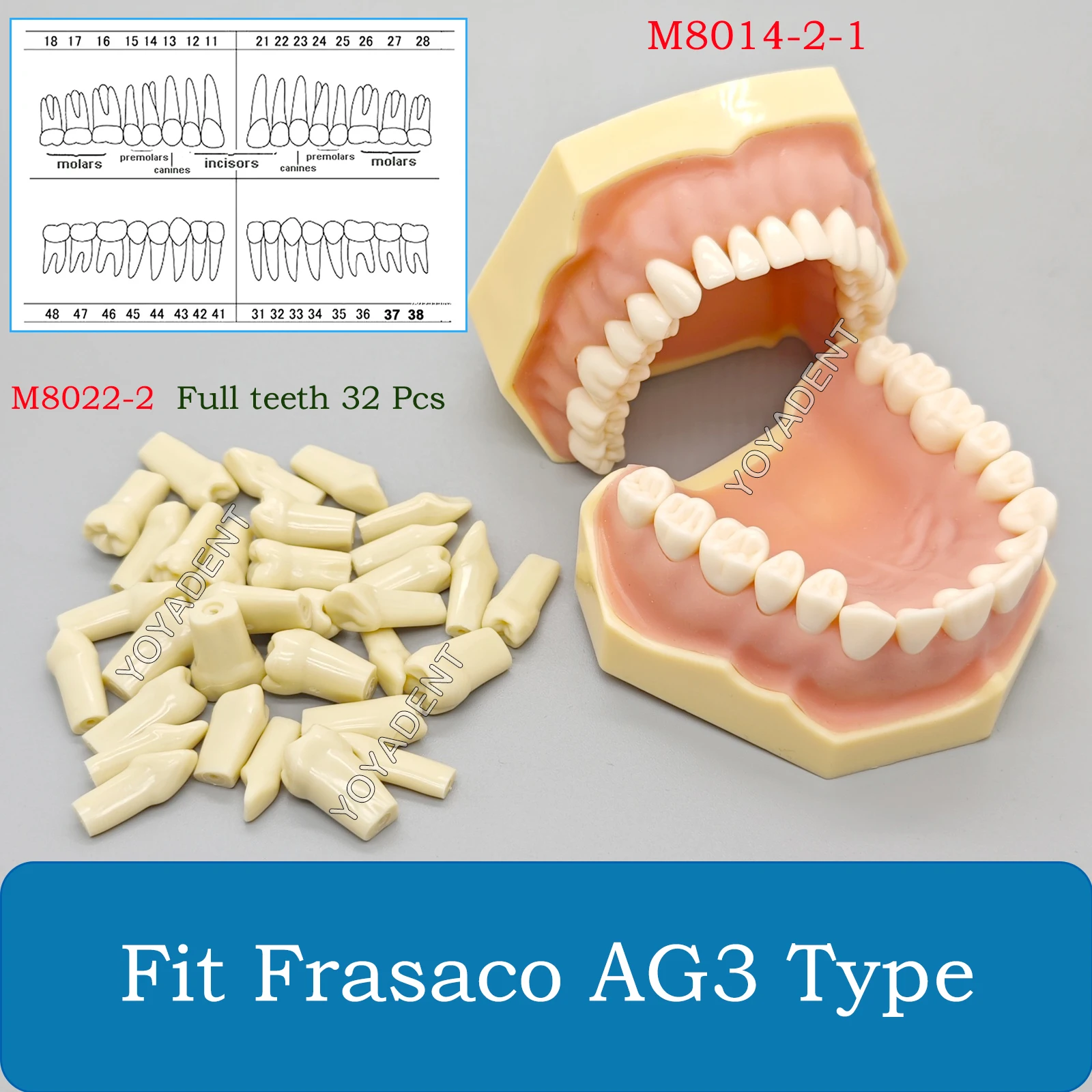 Dental Teeth Model For Frasaco AG3 Typodont Full teeth 32Pcs Screw-in Practice Filling Gingivae Teeth Teach Training