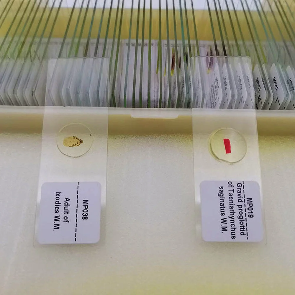 50Pcs Parasitology Prepared Microscope Slides for Educational Teaching