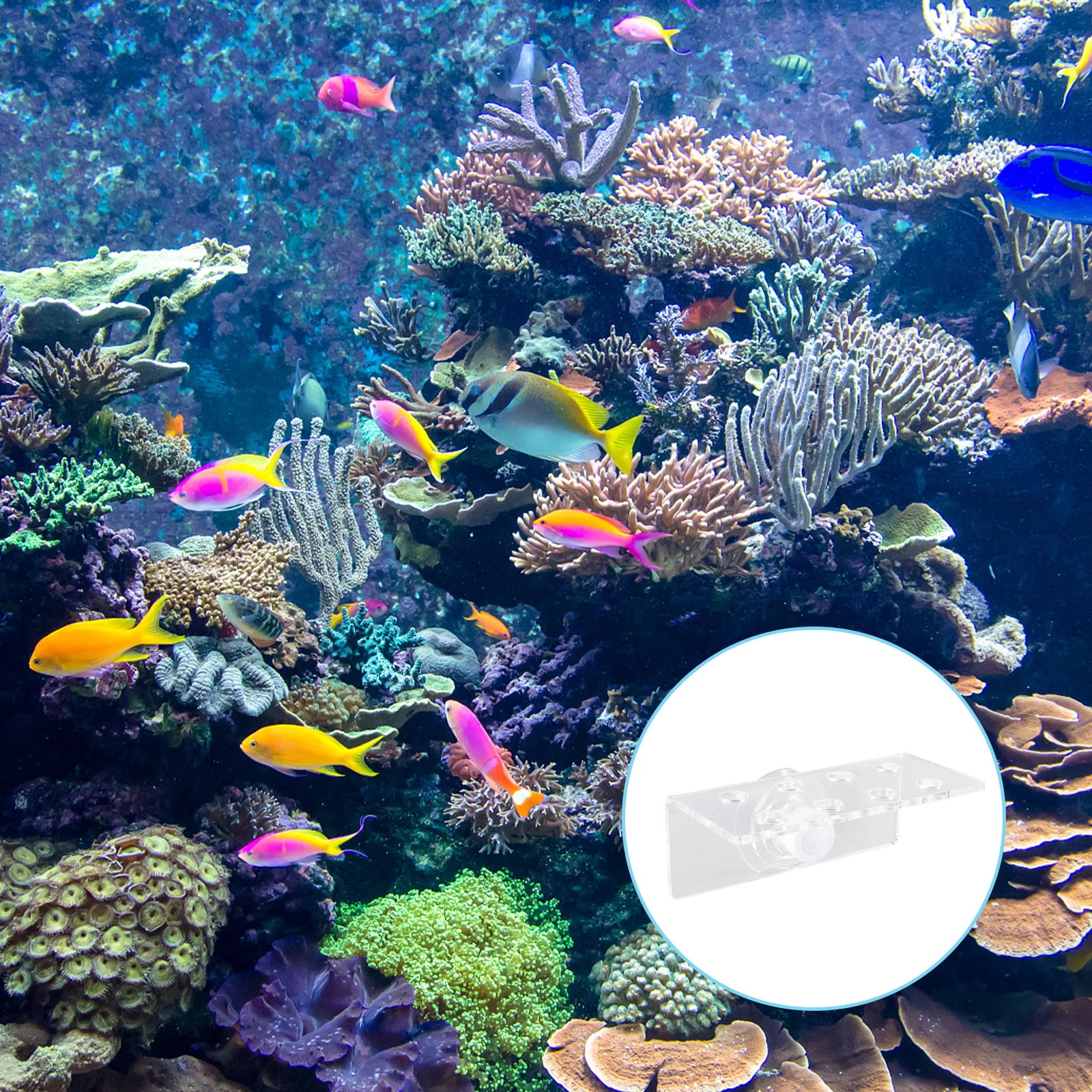 

Coral Support Aquarium Holder Elegant Transparent Acrylic Base Bracket for Reef Tank Decor Rack Suction Cup Fixing Promote