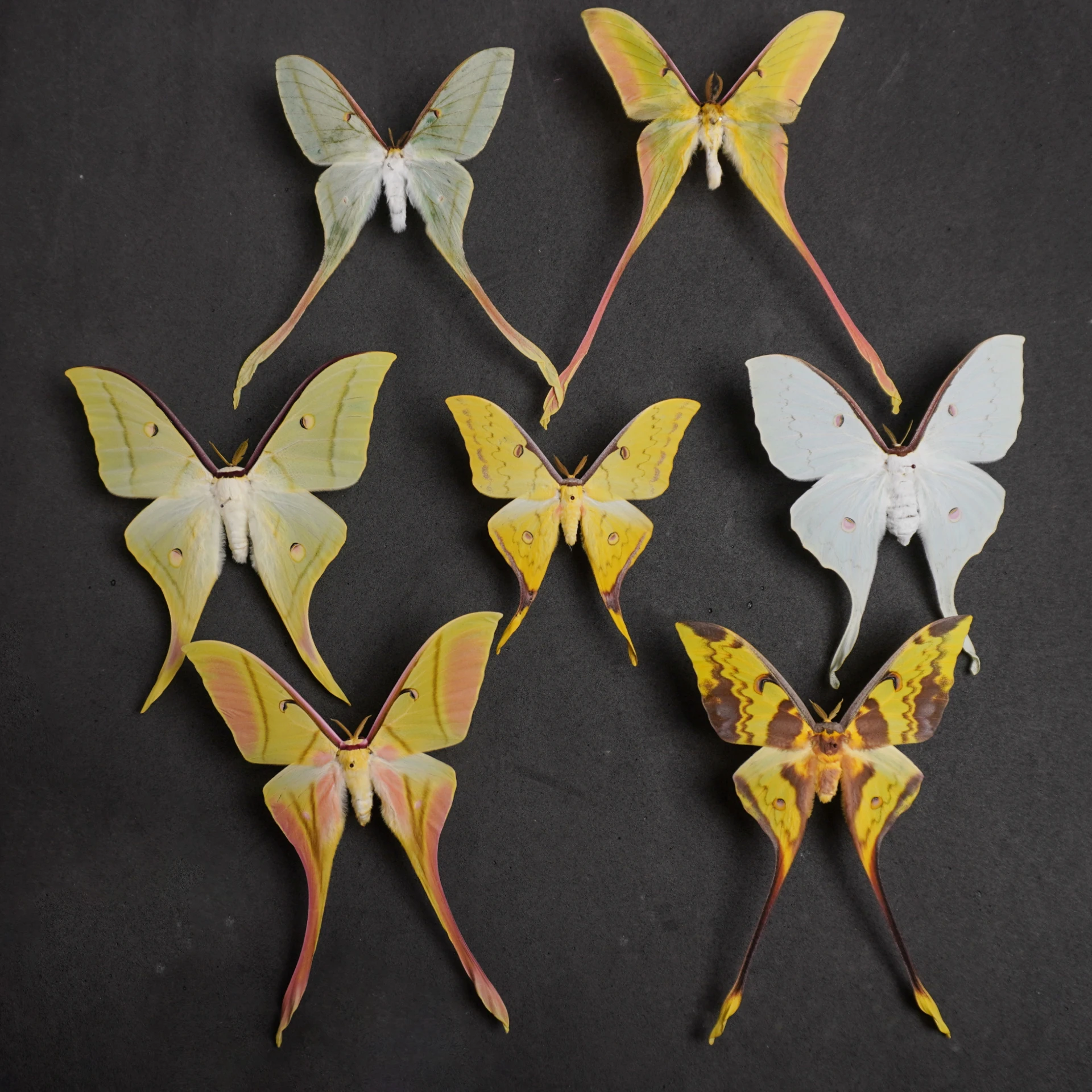 Natural Real Moth Specimens Rare Exquisite Mixed Multi-color Moth Specimens For Collection Display Gift