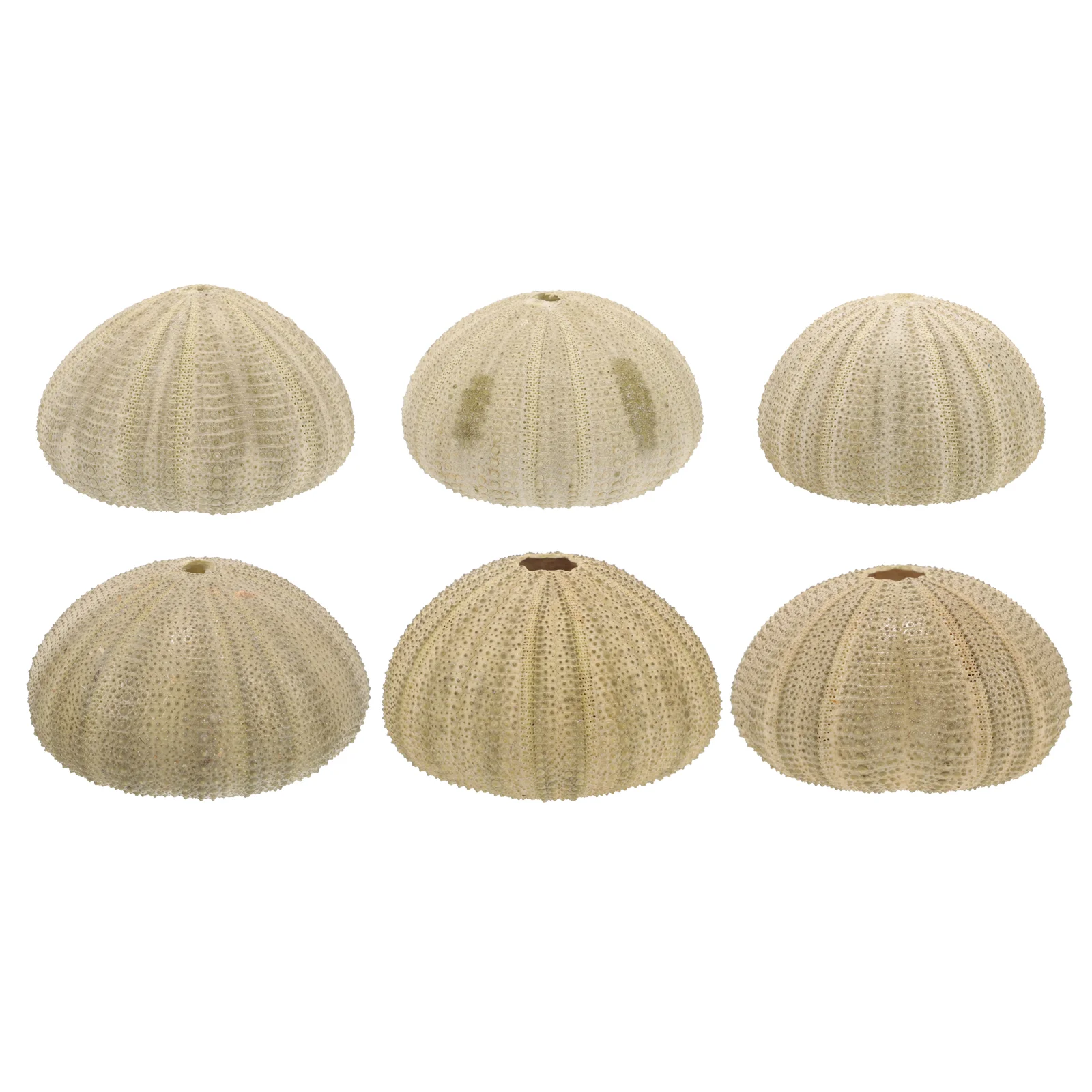 6 Pcs Natural Sea Urchin Shells 4 6CM Green Decor for Home Fish Tank Crafts Unique Sturdy Delicate Appearance Excellent