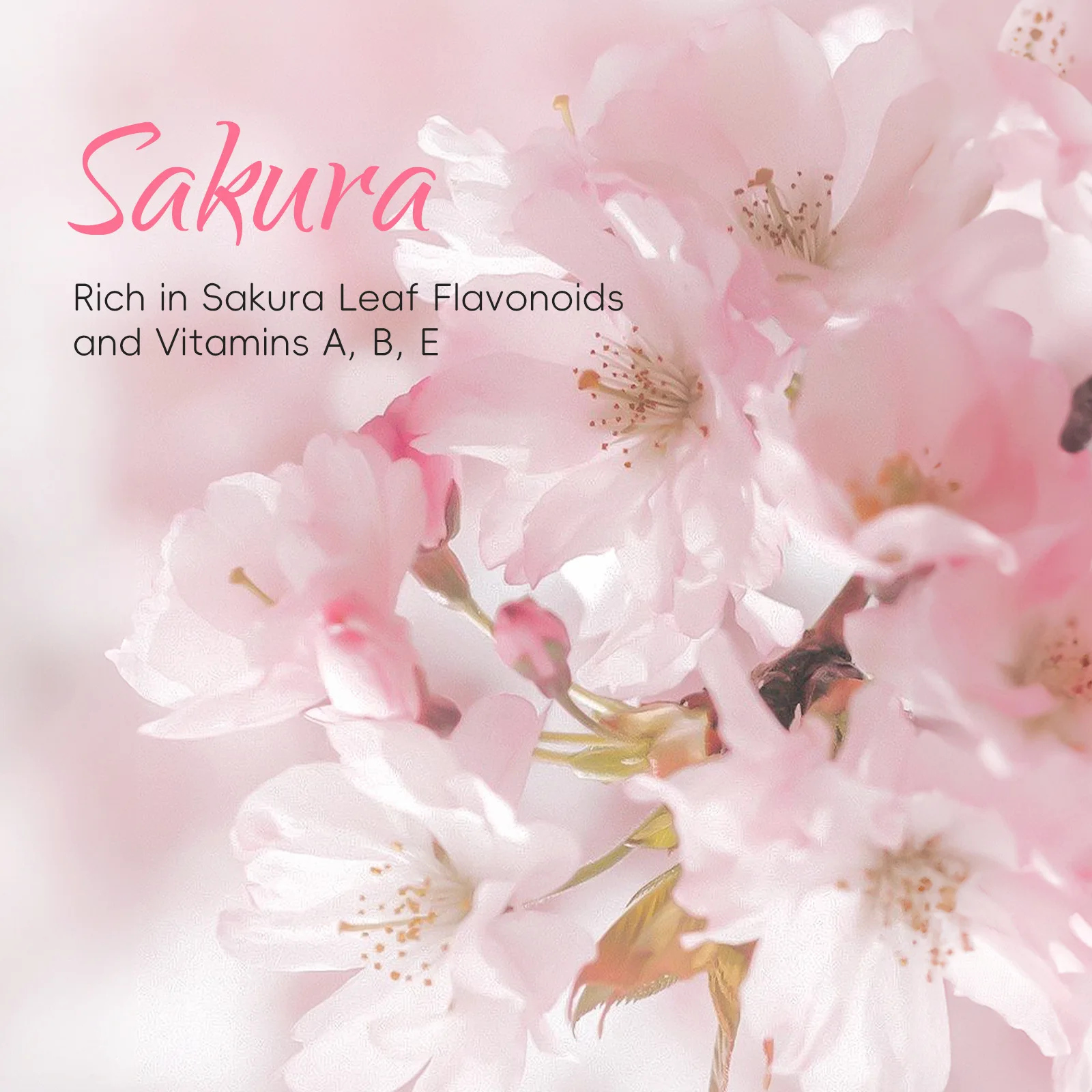Japanese Sakura Body Wash 400ml Moisturizing Deep Cleansing Even Skin Tone Fresh Floral Skincare