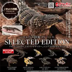 Genuine Gacha Scale Model Biological Cognitive Model Armadillo Wall Lizard Movable Decoration Action Figure Toys