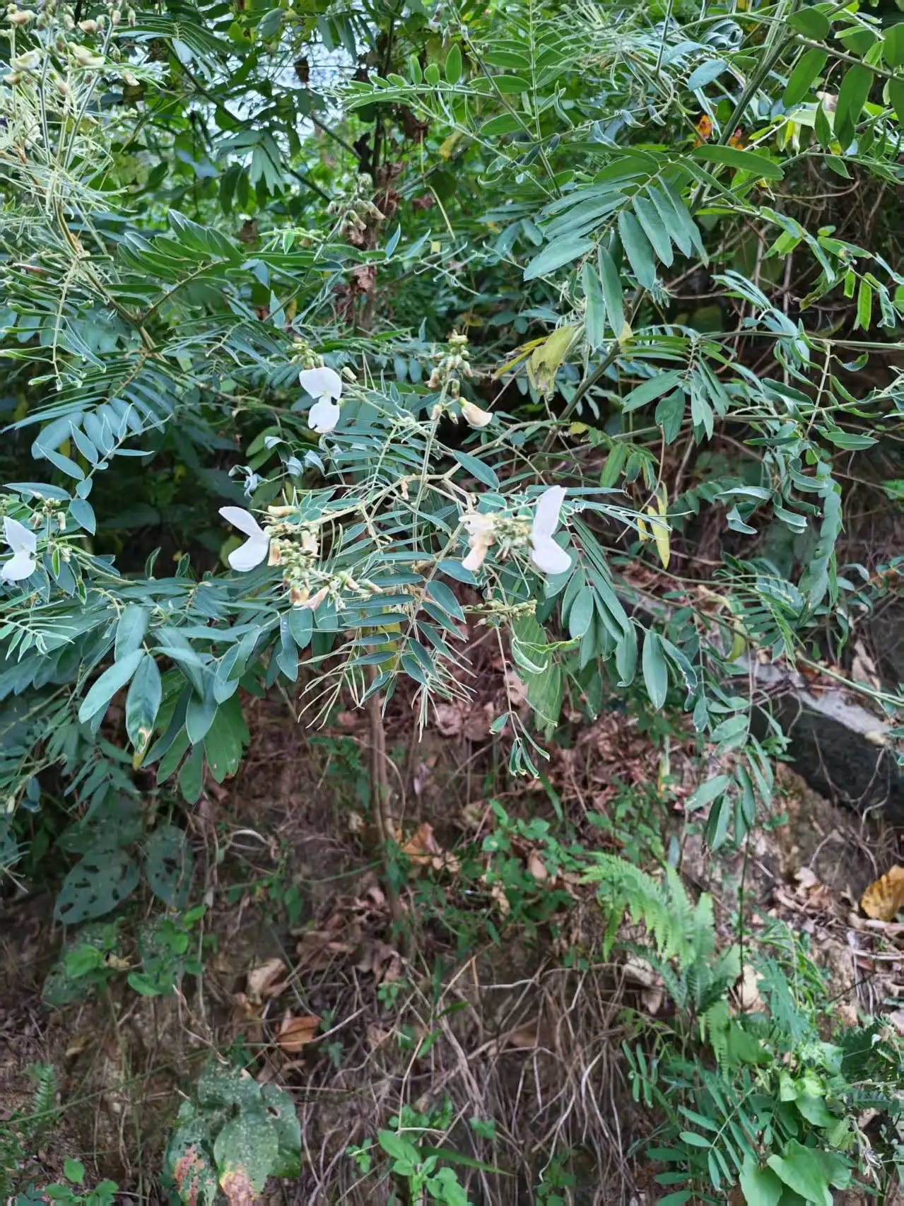 

Милый вязаный свитер с бантом для женщин, корейский шикарный свитер на шнуровке с длинными рукавами в стиле пэчворк, тонкие пуловеры, осень-зима, универсальный джемпер Mujer