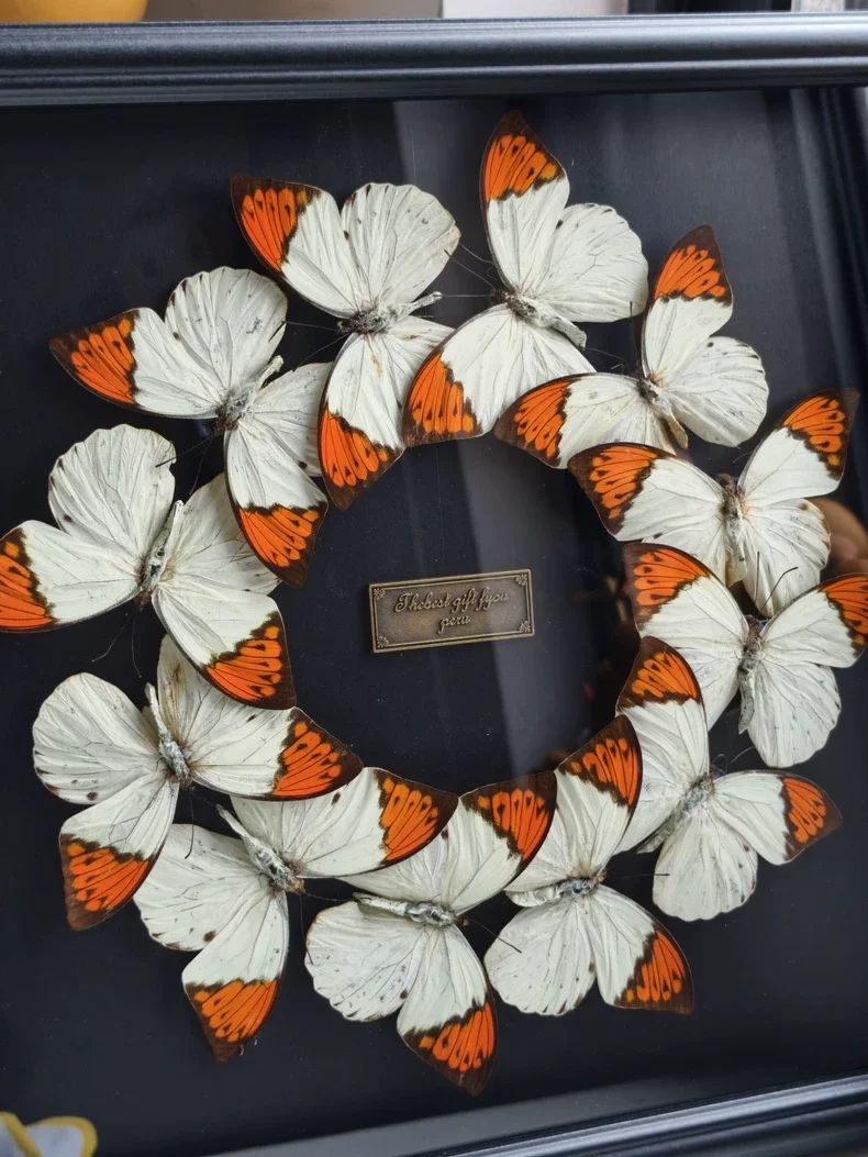 Hebomoia Glaucippe Butterfly Box,12 Butterflies Swirling Circular Wreath Art,Square Wall Ornament for Collection & Gifting - view 5