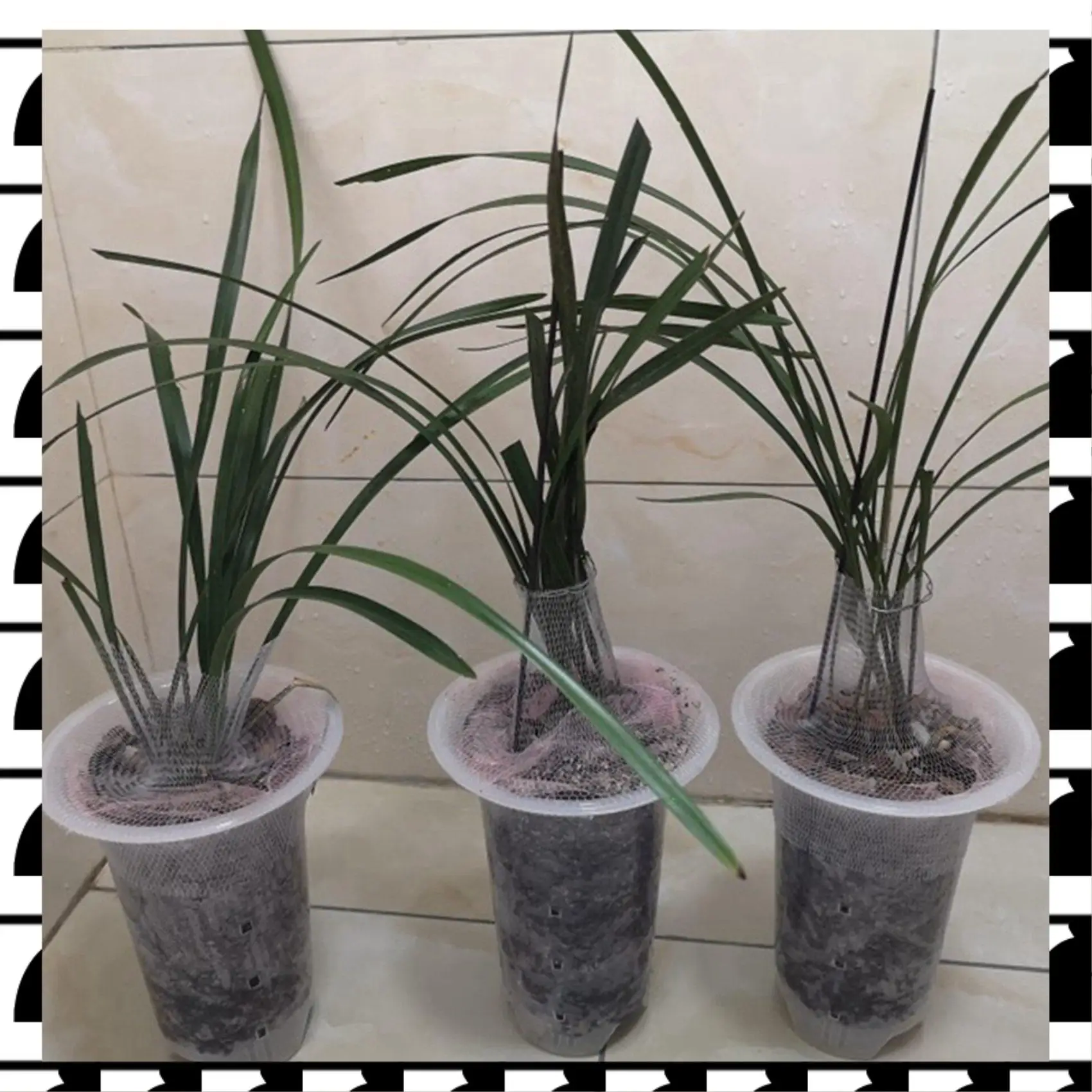 A44U 5 Inch 16Pcs Clear Flower Pot Planter Plastic Orchid Pot With Holes Tall Plant Pots For Home Flower Shop Decoration